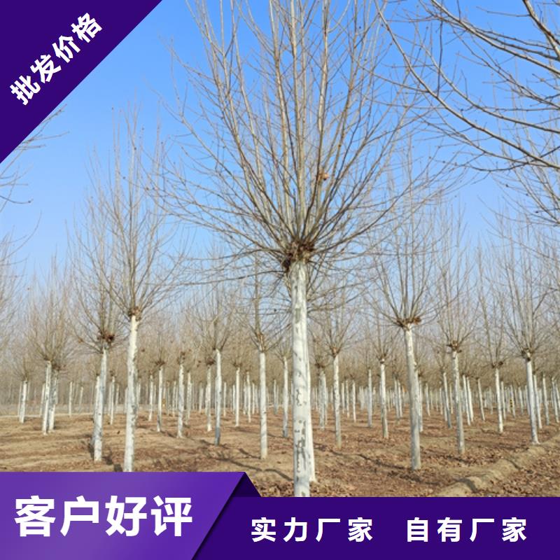 法桐金葉復(fù)葉槭超產(chǎn)品在細節(jié)