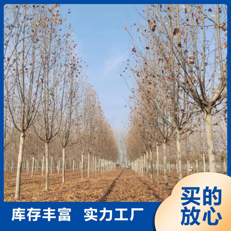 法桐价格优惠苗木基地
