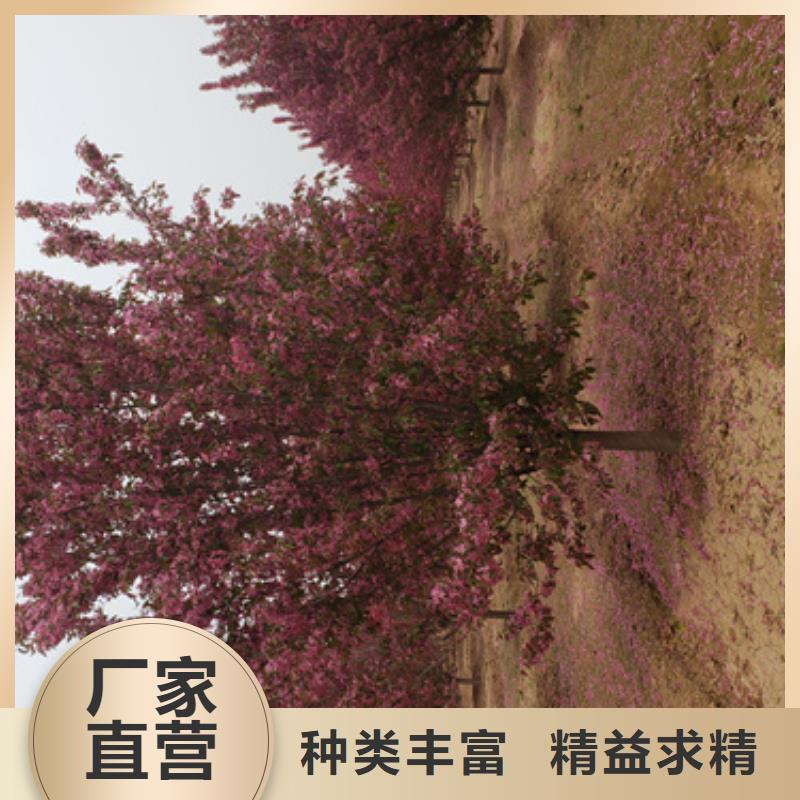 法桐五角楓定制速度快工期短