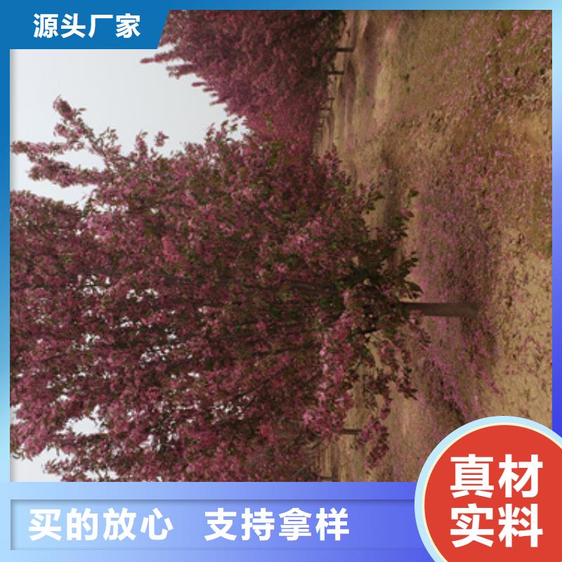 法桐厂家规格全