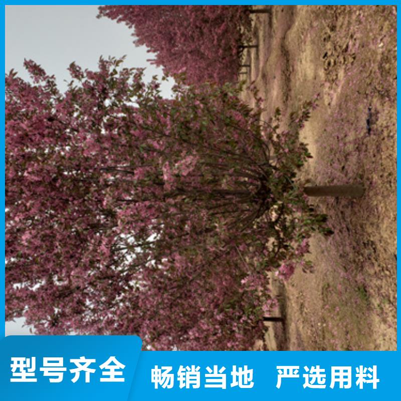 法桐金葉復(fù)葉槭源頭采購(gòu)
