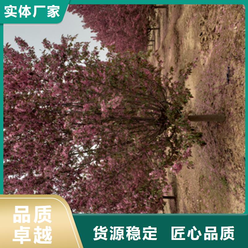 法桐,金葉復(fù)葉槭服務(wù)至上