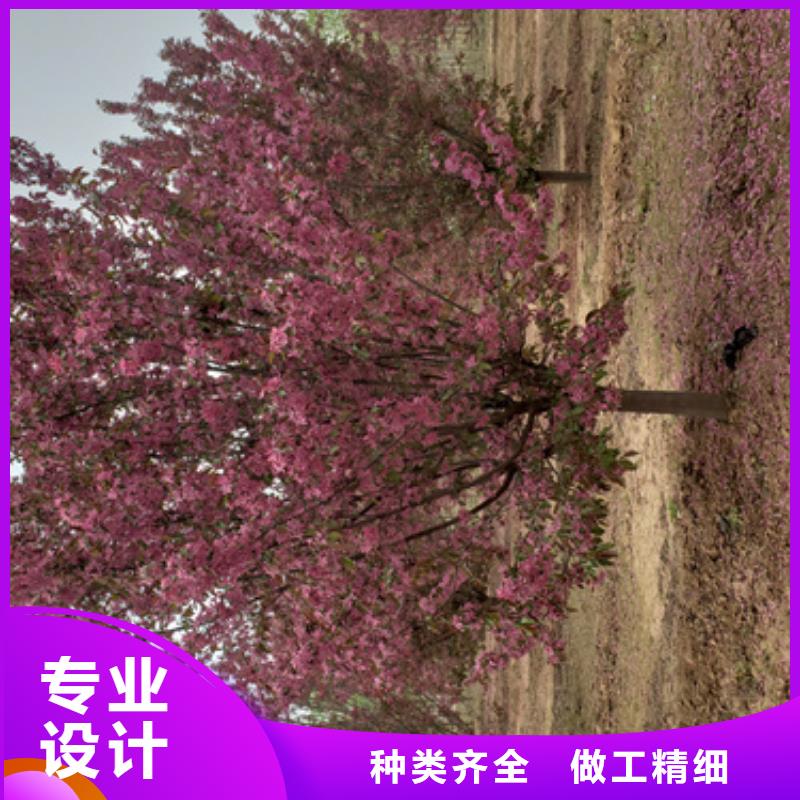 法桐,五角枫好厂家有担当