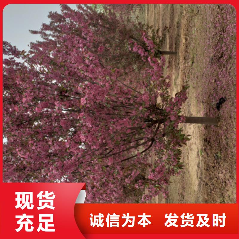 法桐信譽至上