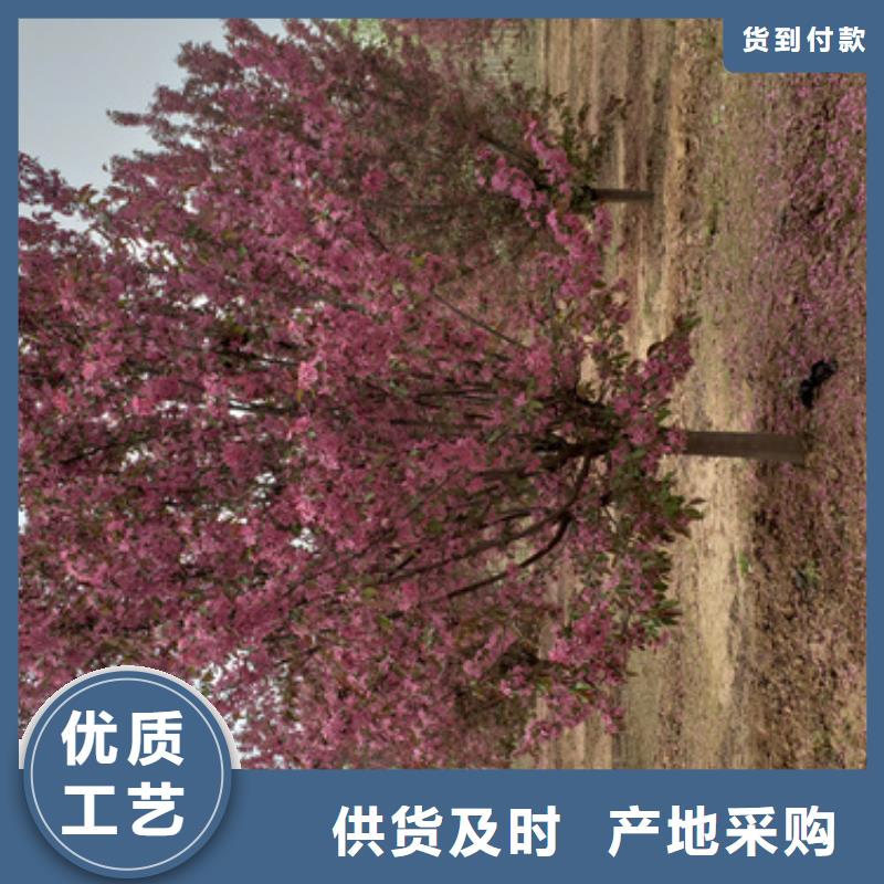 法桐美国红枫不只是质量好