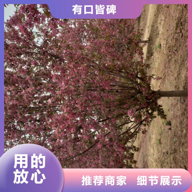 法桐美国红枫优势