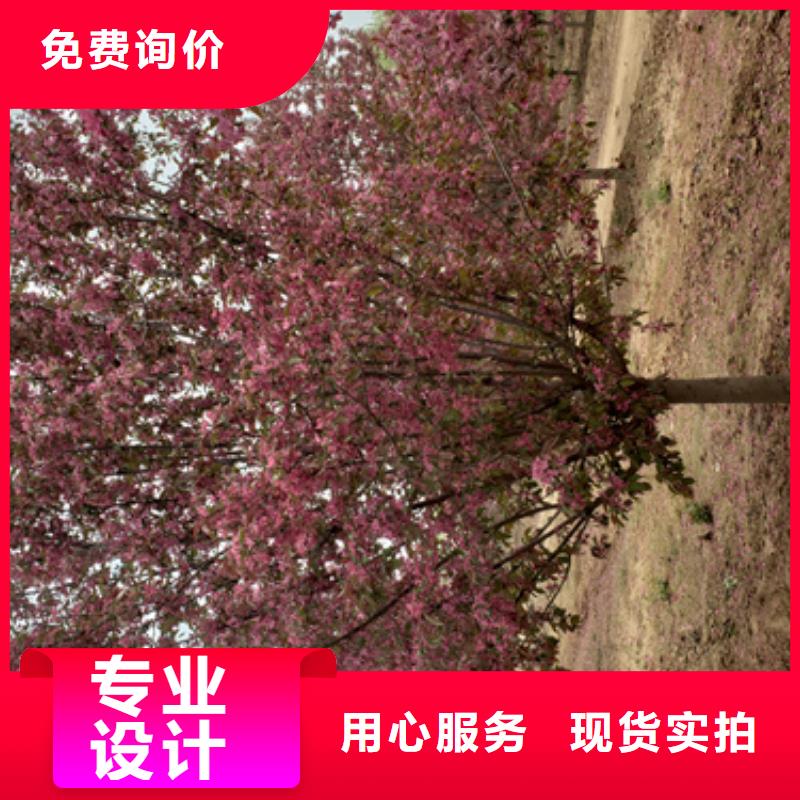 法桐,北京栾专业信赖厂家