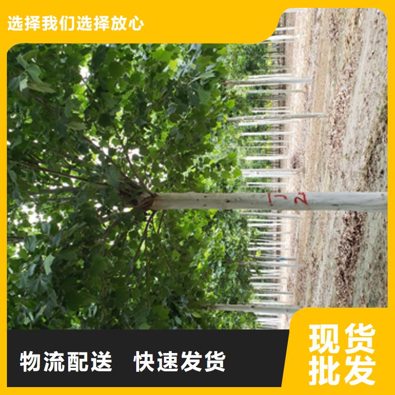 法桐,五角枫用心服务