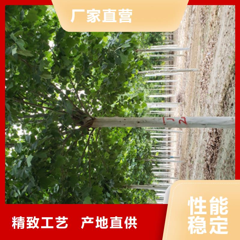 法桐擁有核心技術(shù)優(yōu)勢