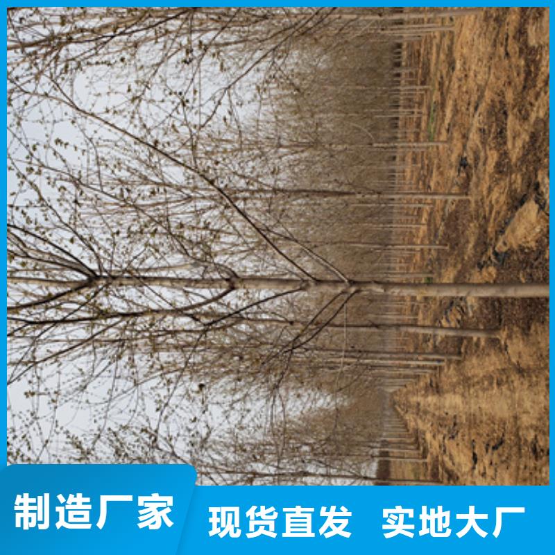 法桐樱花匠心工艺