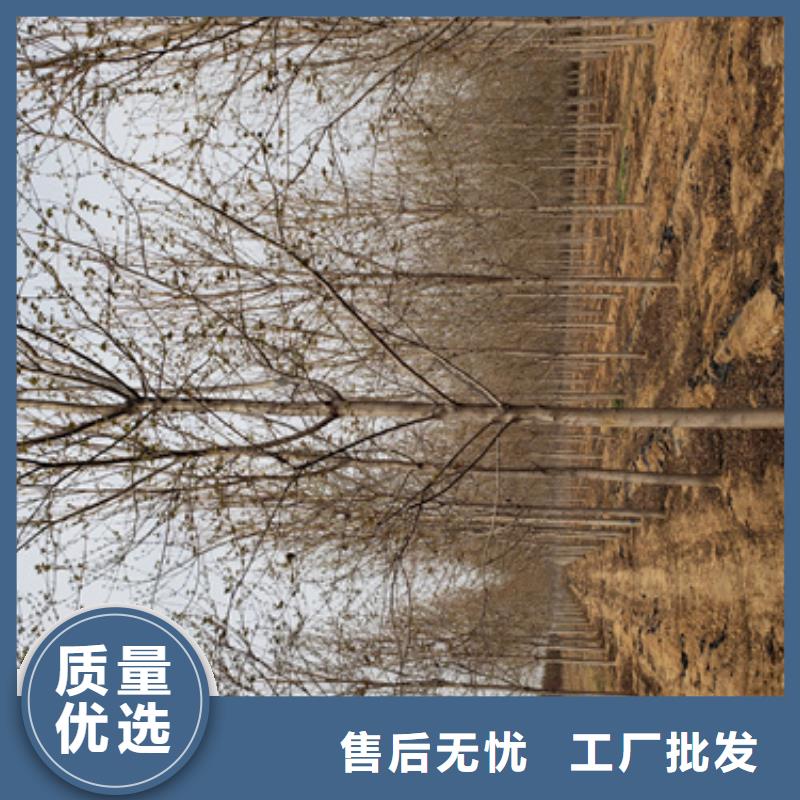 法桐公司介紹