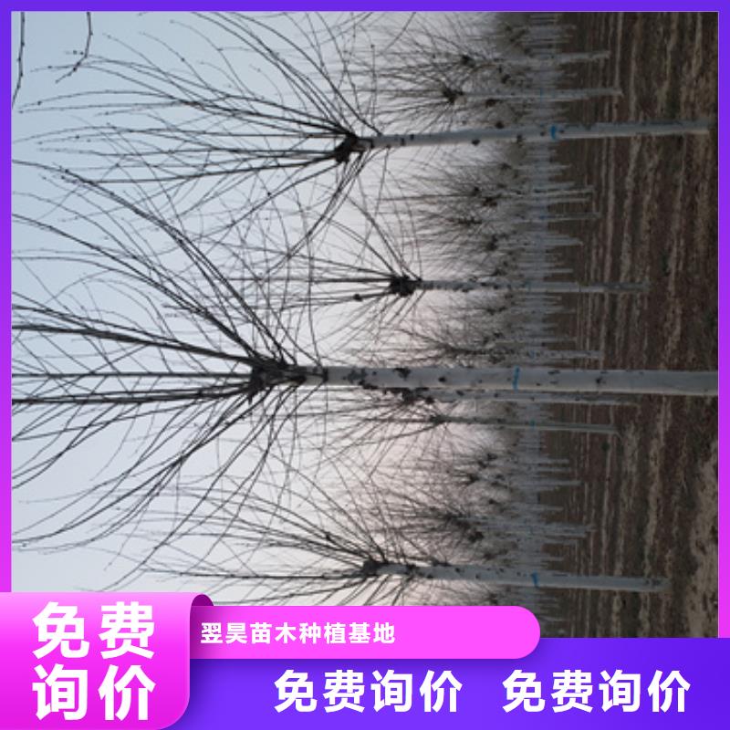 法桐廠家實(shí)力雄厚