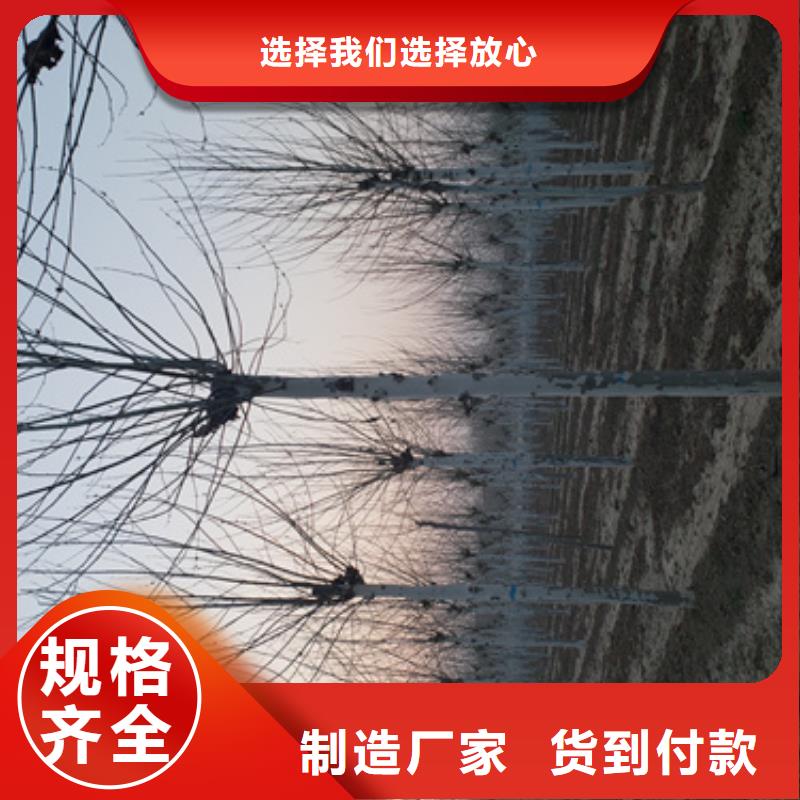 法桐擁有核心技術(shù)優(yōu)勢