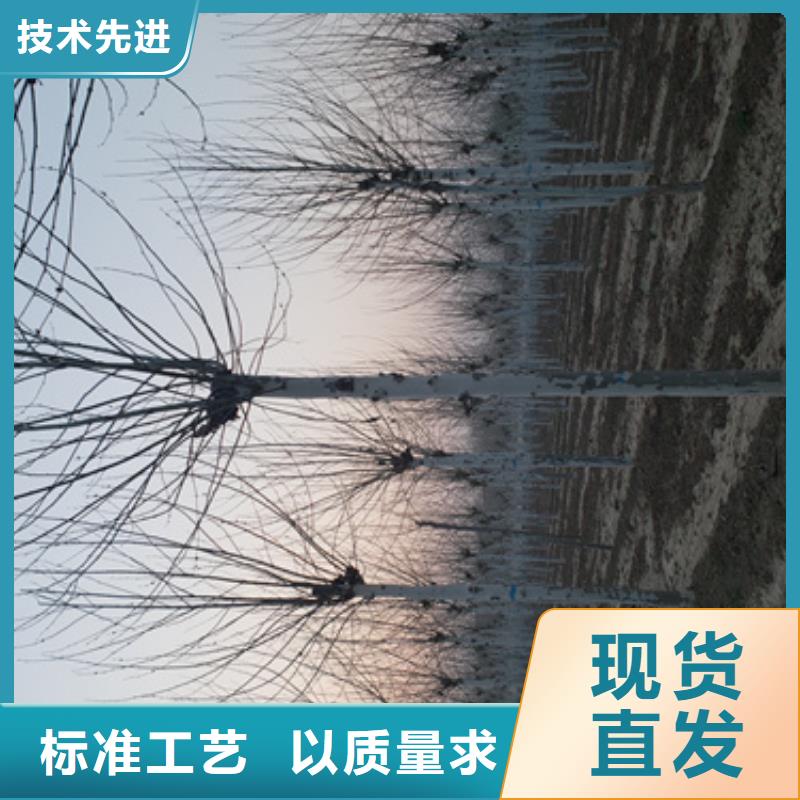 法桐金葉復(fù)葉槭超產(chǎn)品在細(xì)節(jié)