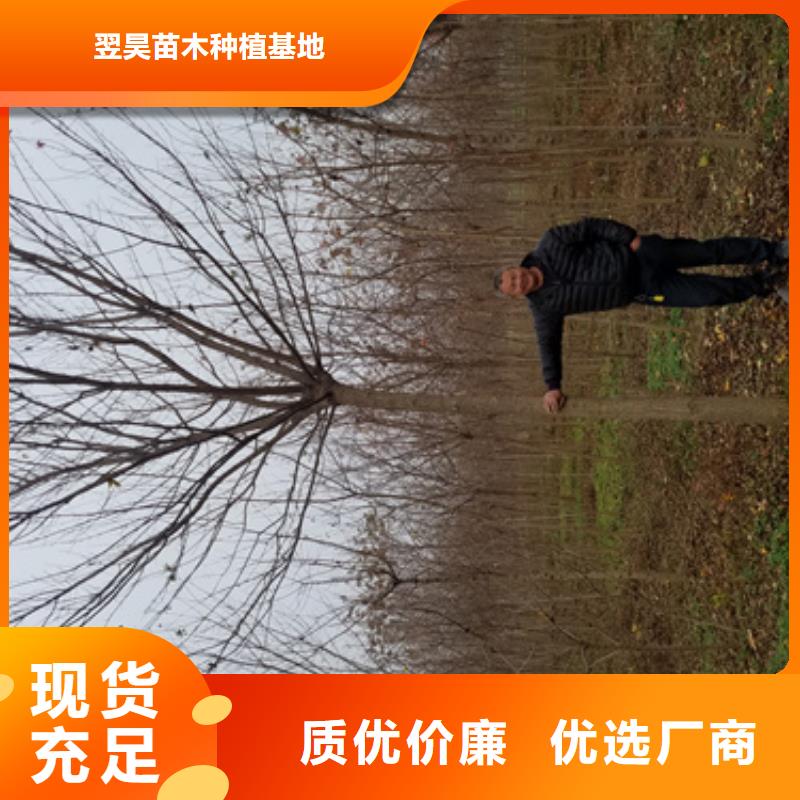 法桐,北京栾专业信赖厂家