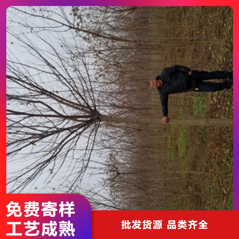 法桐小苗价格-定制_翌昊苗木种植基地