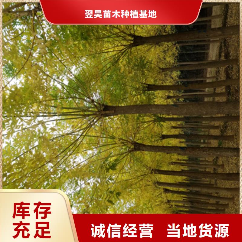 法桐-黃金槐優(yōu)質(zhì)貨源