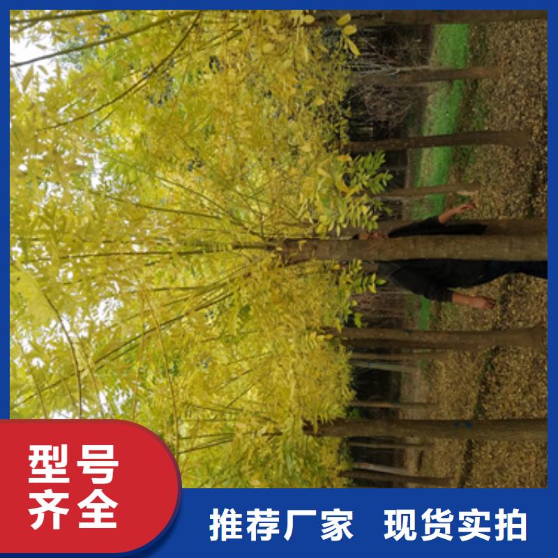 法桐_美國(guó)紅楓買(mǎi)的是放心