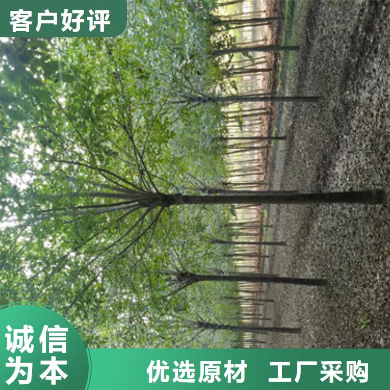 法桐廠家實(shí)力雄厚