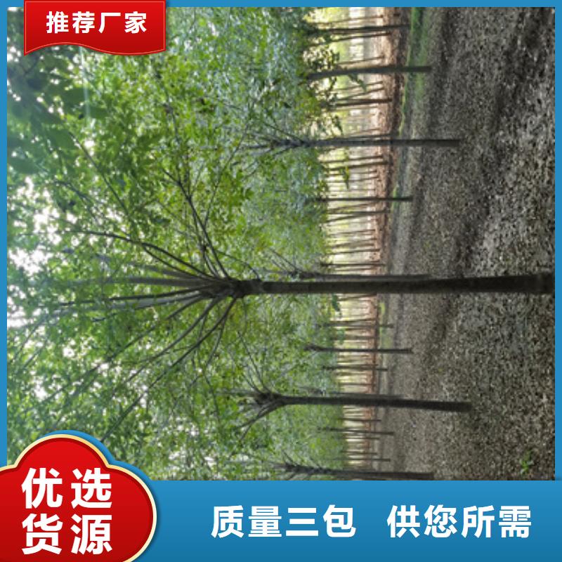 法桐,金叶复叶槭做工细致