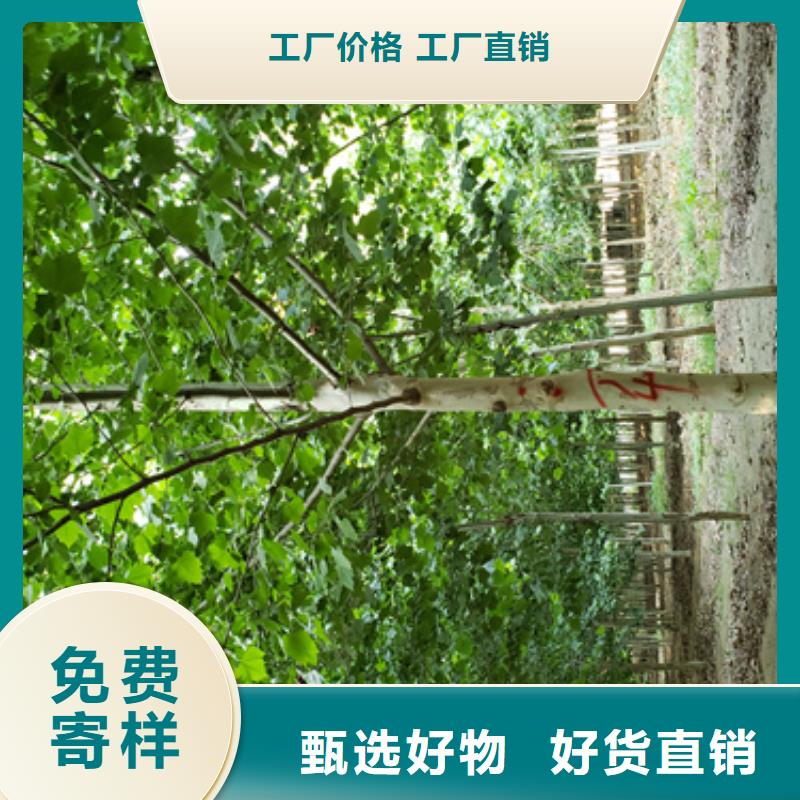 速生法桐大量批發(fā)