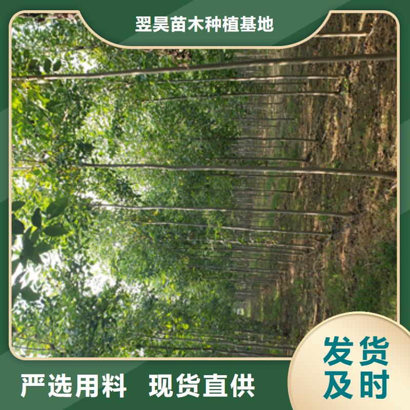 法桐樱花质量牢靠