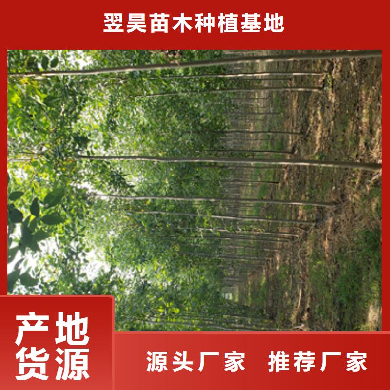 法桐_美国红枫买的是放心