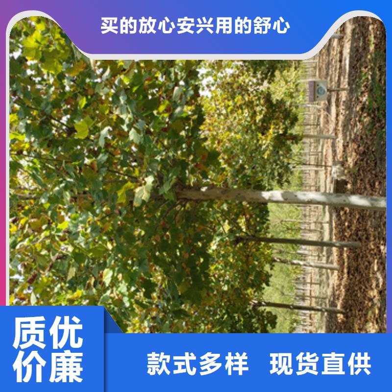法桐为您提供一站式采购服务
