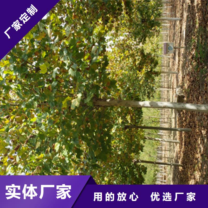 法桐五角楓廠家十分靠譜