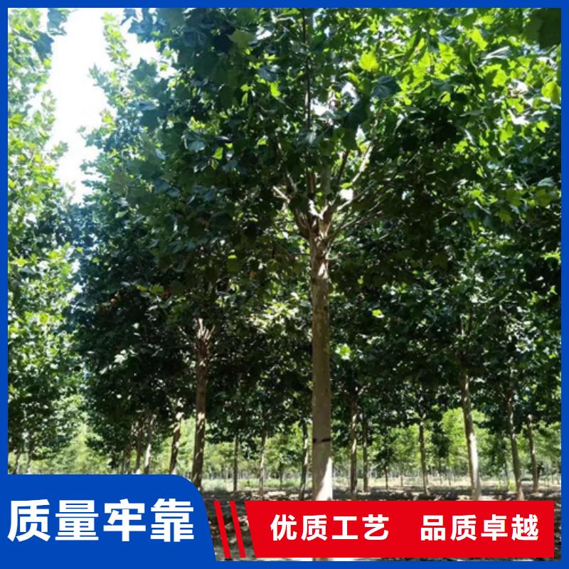 法桐美国红枫自产自销