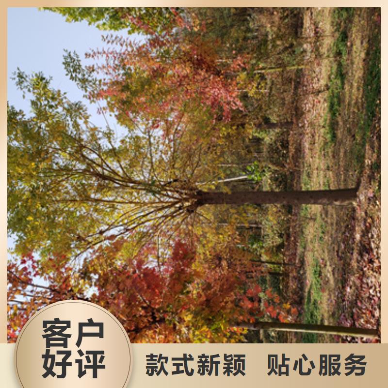 法桐國槐暢銷本地