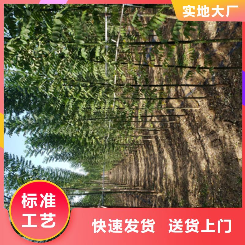 法桐_黃金槐安心購(gòu)