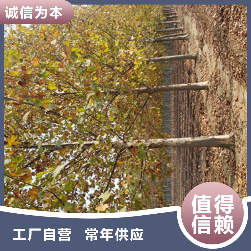 法桐_北京欒用途廣泛