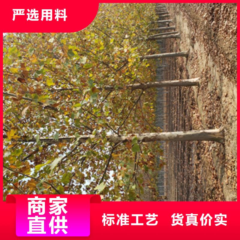法桐国槐优良材质