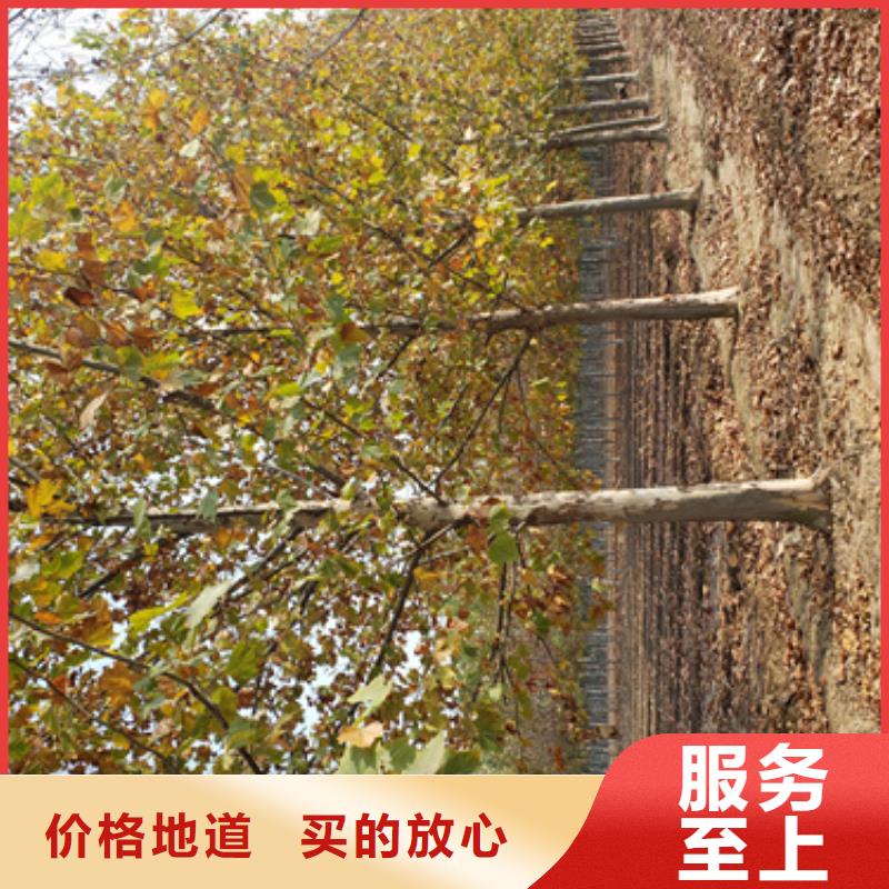 法桐美国红枫自产自销