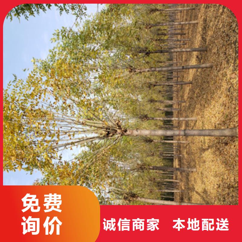法桐北京欒質(zhì)量可靠