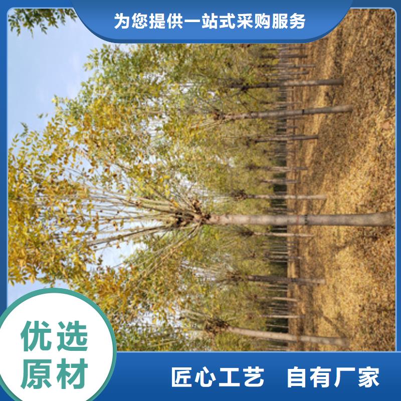 法桐美國(guó)紅楓性價(jià)比高