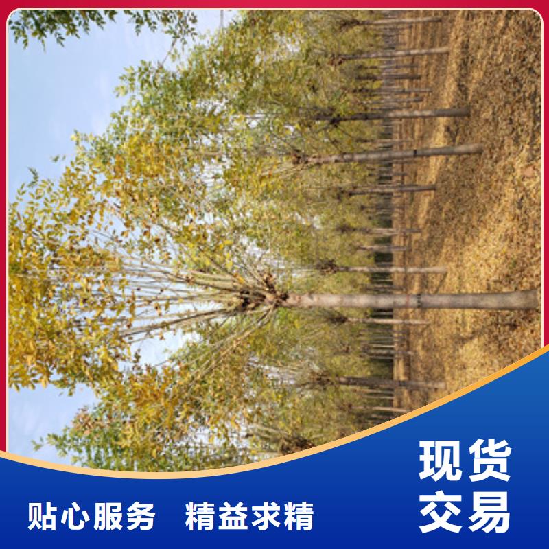 法桐金葉白蠟品質(zhì)服務(wù)