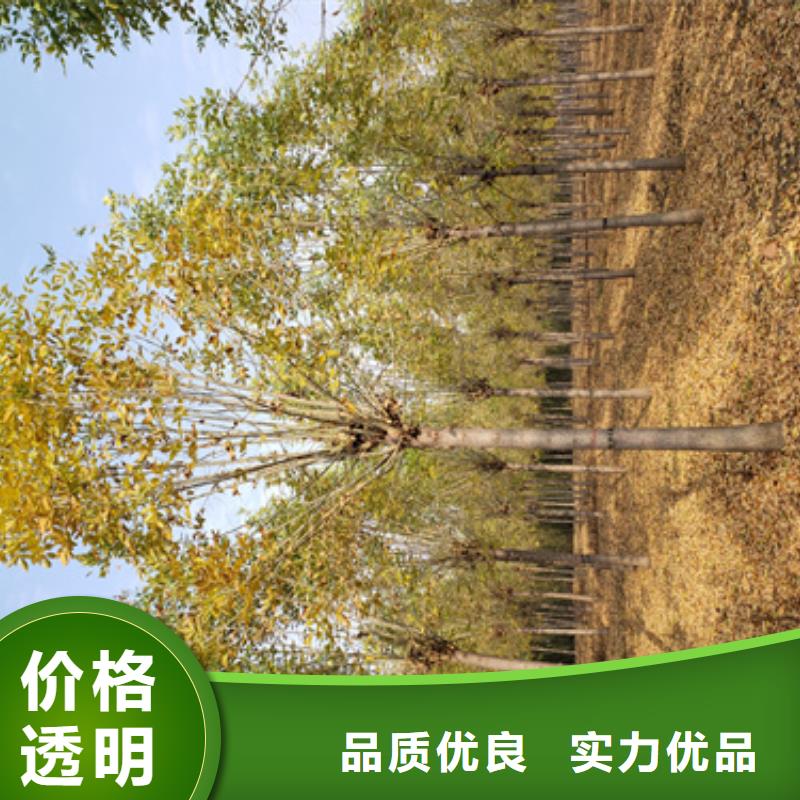 法桐截桿發(fā)帽專業(yè)完善售后