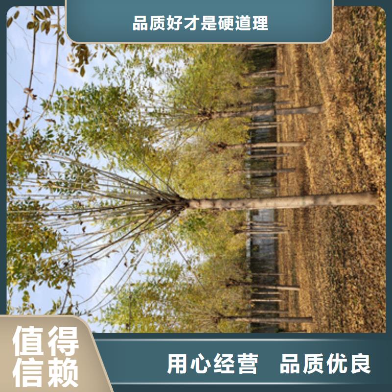 速生法桐質(zhì)量放心綠化喬木