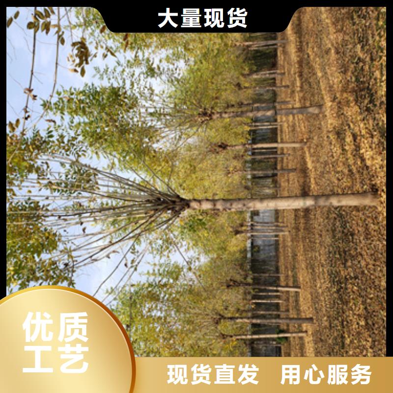 法桐小苗種植基地苗木基地