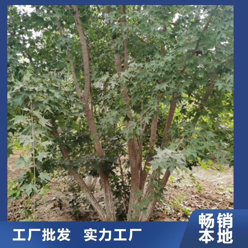 法桐品質(zhì)保證