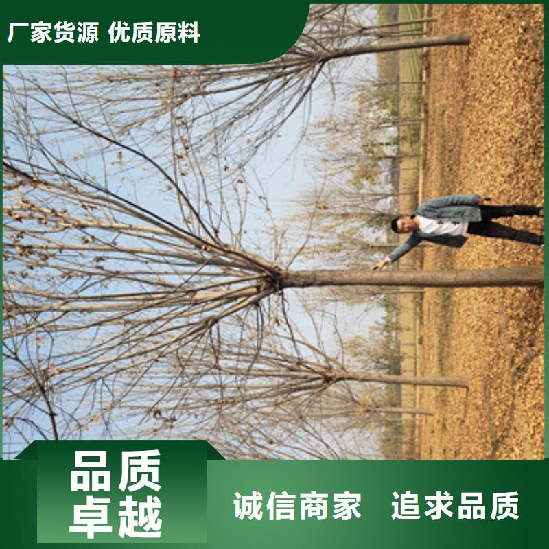 法桐-法桐可定制