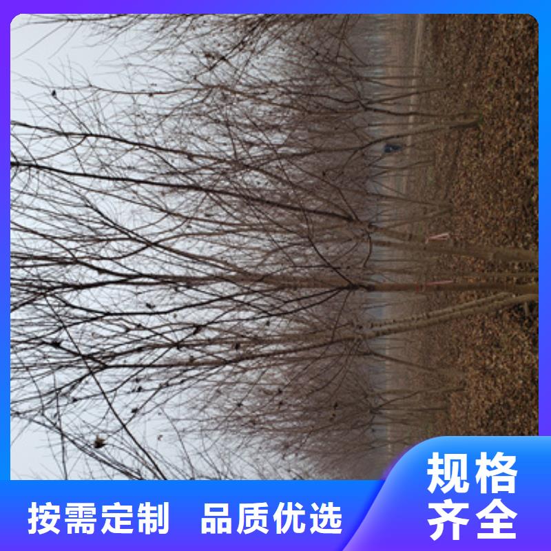 法桐黃金槐專注品質(zhì)