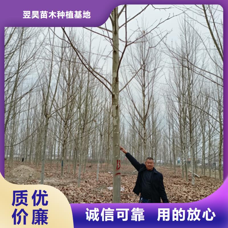 法桐國(guó)槐好產(chǎn)品有口碑