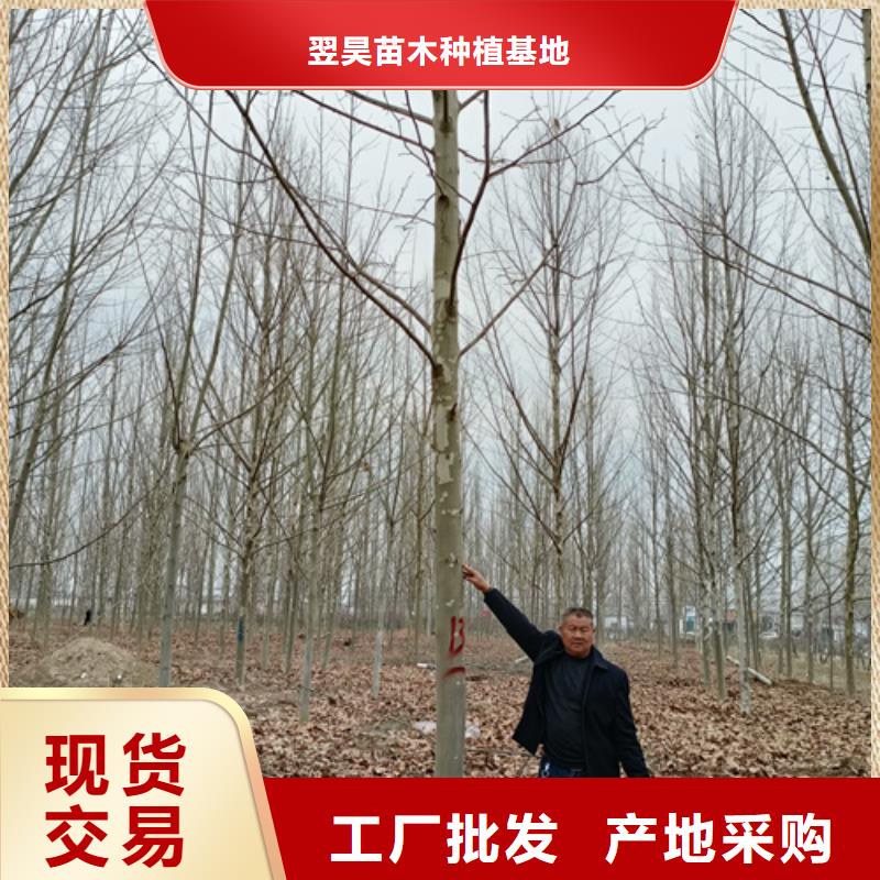 法桐,金叶槐多种场景适用