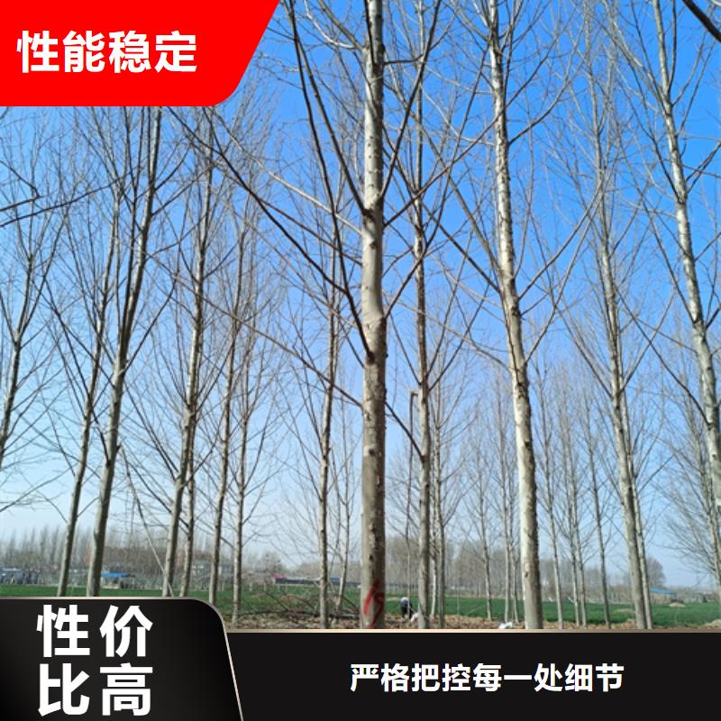 造型法桐10年品質(zhì)_可信賴