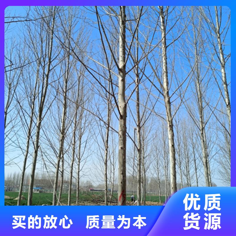 法桐美国红枫不只是质量好