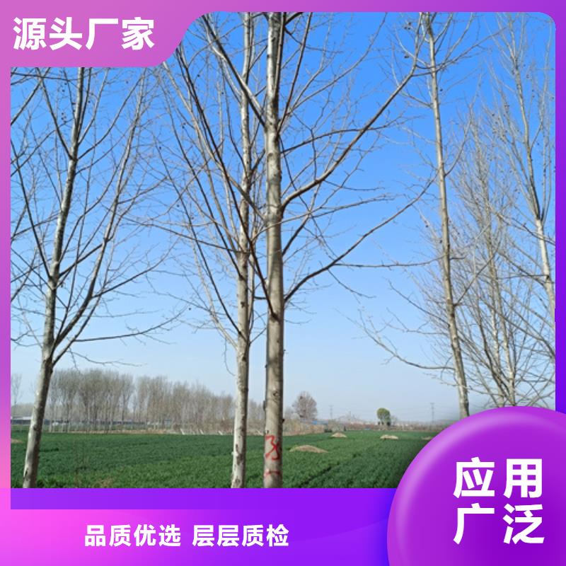 法桐截杆发帽专业完善售后