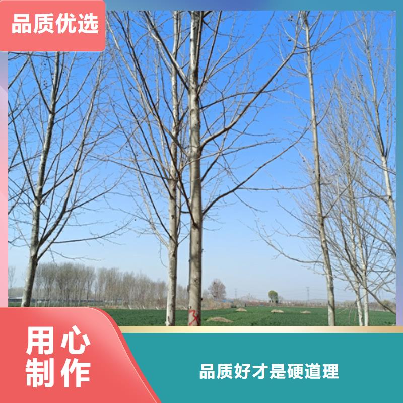 法桐,五角枫好厂家有担当